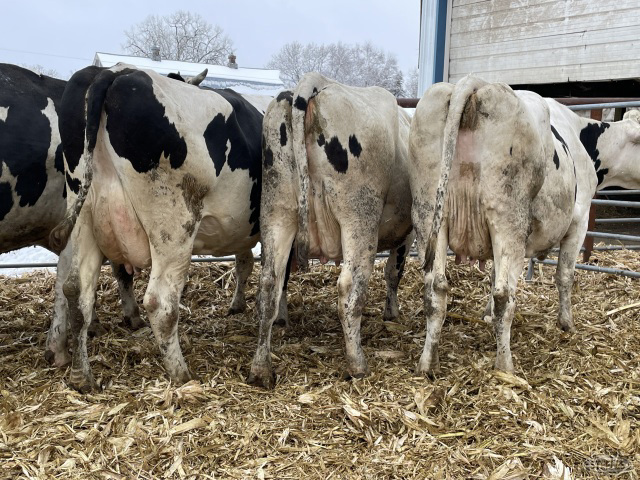 (8 Head) Holstein dry cows